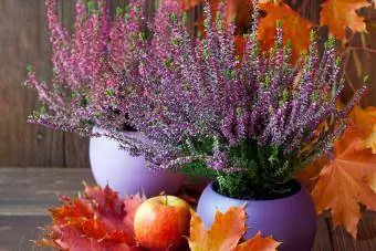 Plantador de outono com flores de urze