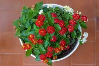 Jardiniera de flori de toamna Lantana