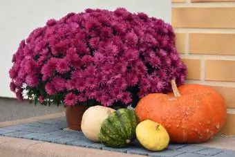 Mamas Blumen-Herbst-Pflanzgefäß auf der Terrasse