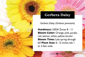 Gerbera daisy växtprofil