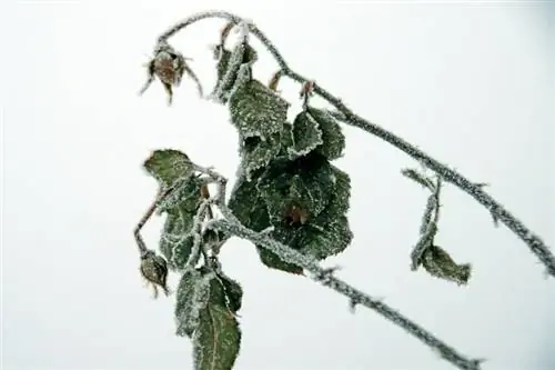 Symptomer på chokerede planter i koldt vejr