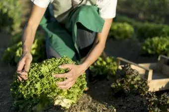 Kvinne høster salat i grønnsakshage