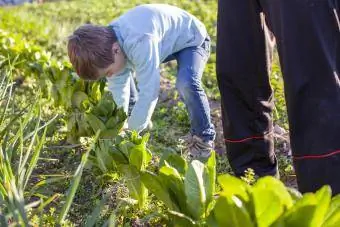Chłopiec wiążący sałaty w organicznym ogrodzie