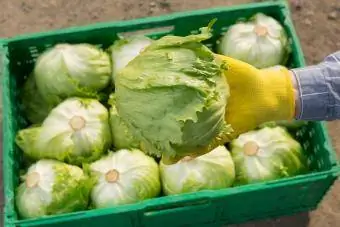 lettuce ya barafu mkononi, dhidi ya mandharinyuma ya kisanduku chenye lettusi nyingi zaidi