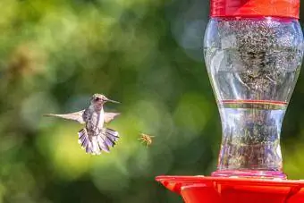 kolibřík a včela na podavači kolibříků