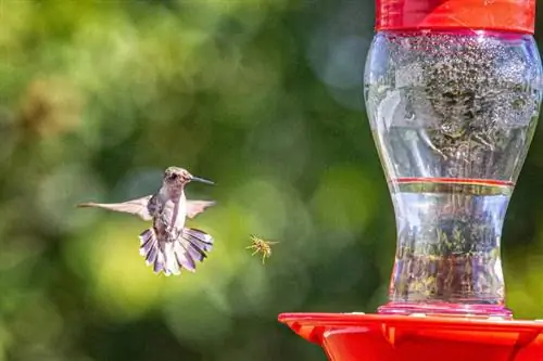 Jak trzymać pszczoły z daleka od karmników dla kolibrów (naturalnie)