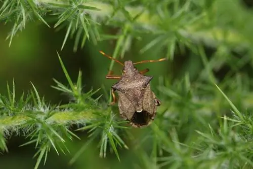 Hoe u zich kunt ontdoen van stinkende insecten (en ze weg kunt houden)