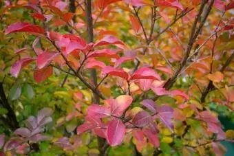 Krep mersin ağacının sonbahar rengi