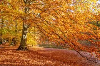 Eikenbomen in de herfst