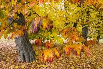 Perzische ijzerhoutboom met herfstbladeren