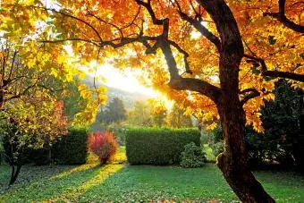 Райска ябълка в есенни цветове при изгрев слънце