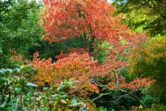 Arbre de sourwood a la tardor