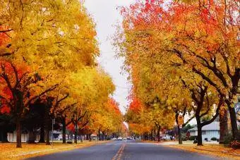 Път с ясени през есента