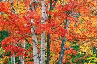 Berkenbomen in de herfst
