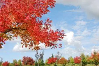 Levendige kleuren van de Chinese pistache in de herfst