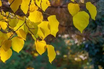 Itäisen redbud-puun kultaiset syksyn lehdet