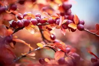 Bloeiende kornoeljebladeren en rode bessen in de herfst