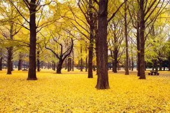 Jesenný strom Ginkgo