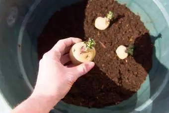 Mand planter kartofler i en pottebeholder