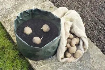 Tohumluk patatesleri yerden tasarruf sağlayan bir yetiştirme torbasına veya verandadaki kompost kabına dikmek