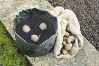 Piantare patate da semina in un sacchetto salvaspazio o in un contenitore di compost da patio