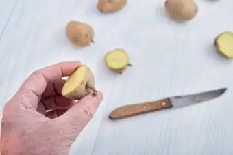 Pommes de terre de semence ébréchées et coupées