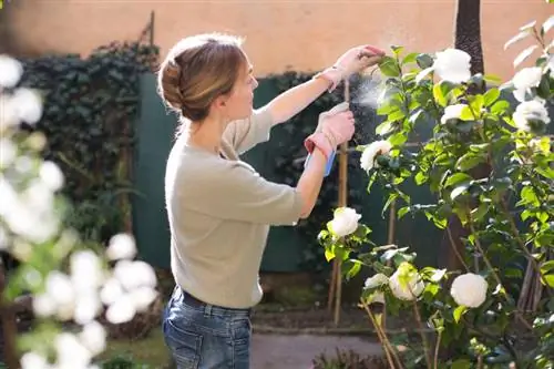 Como se livrar dos ácaros: 8 métodos que funcionam