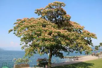 Albero di mimosa in Italia