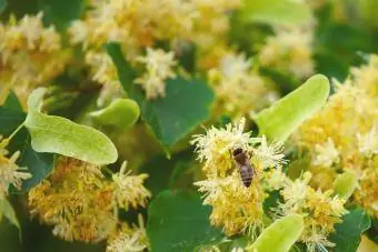 Tilia Americana Linden