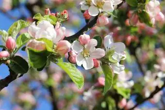 सेब के पेड़ का फूल