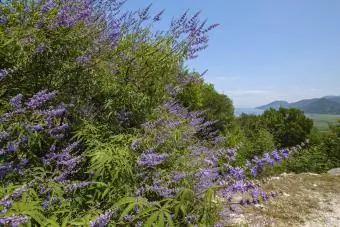 Kysk træ Vitex agnus-castus