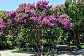 Crape Myrtle Lagerstroemia көрсөткүчү