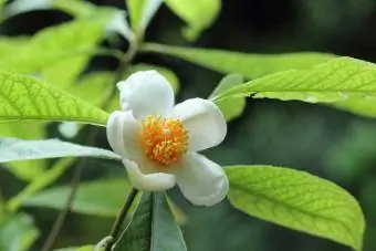 Franklinia alatamaha flor de flor d'arbre