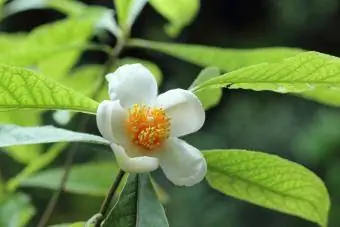 Franklinia alatamaha medžio žydėjimo gėlė