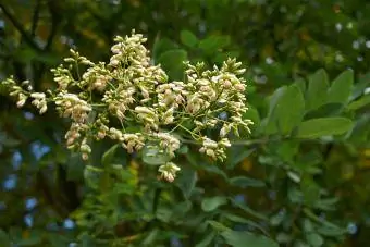 Styphnolobium japonicum înflorește arbore de pagodă japoneză