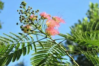 Albizia julibrissin Mimoza Ağacı çiçek açtı