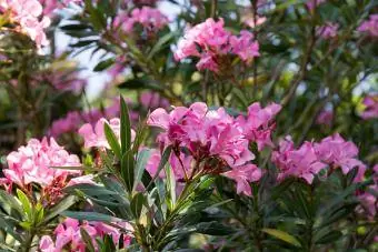 Nerium oleander tree