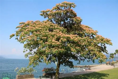 9 летних цветущих деревьев, которые украсят ваш двор