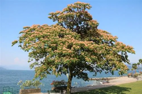 9 árboles con flores de verano para embellecer tu jardín