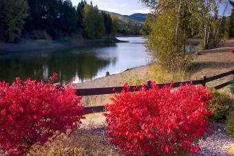 Yanan çalı kırmızı yaprakları ile göl kenarında sonbahar manzarası