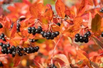 aronia kuzgi qizil barglarda