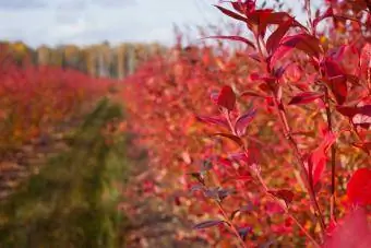 alti cespugli di mirtilli fogliame rosso autunno