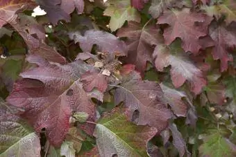 Oakleaf Hydrangea crveno lišće jesen