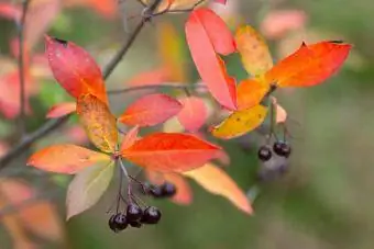 dedaun musim luruh tumbuhan chokeberry merah