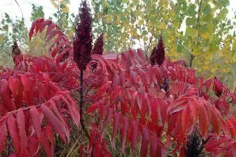 pürüzsüz sumak bitkisi kırmızı sonbahar yaprakları