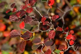 cadı kızılağaç bitki kırmızı yapraklar sonbahar