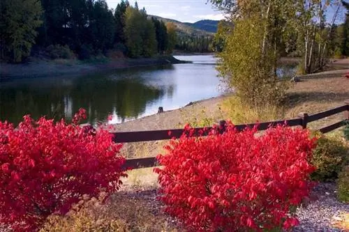 11 Oszałamiających krzewów, które jesienią zmieniają kolor na czerwony