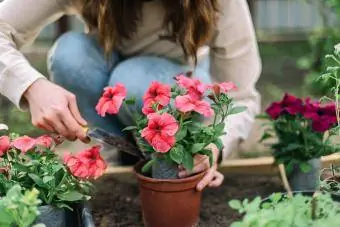 Wanita menanam bunga di pot bunga