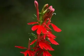 Cardinal Paj