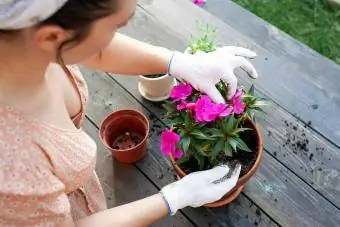 Une Femme Replante Un Impatiens Dans Un Nouveau Po